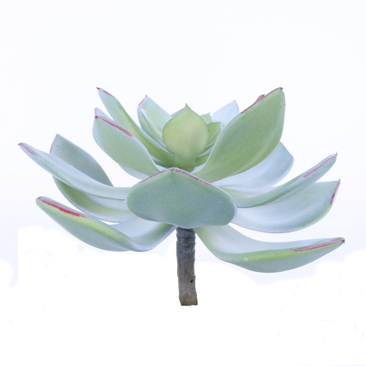 FL11537 SUCCULENT,6in-12P/72/4.59'
