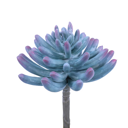 FL11644 SUCCULENT,6.5in-24P/144/2.46'