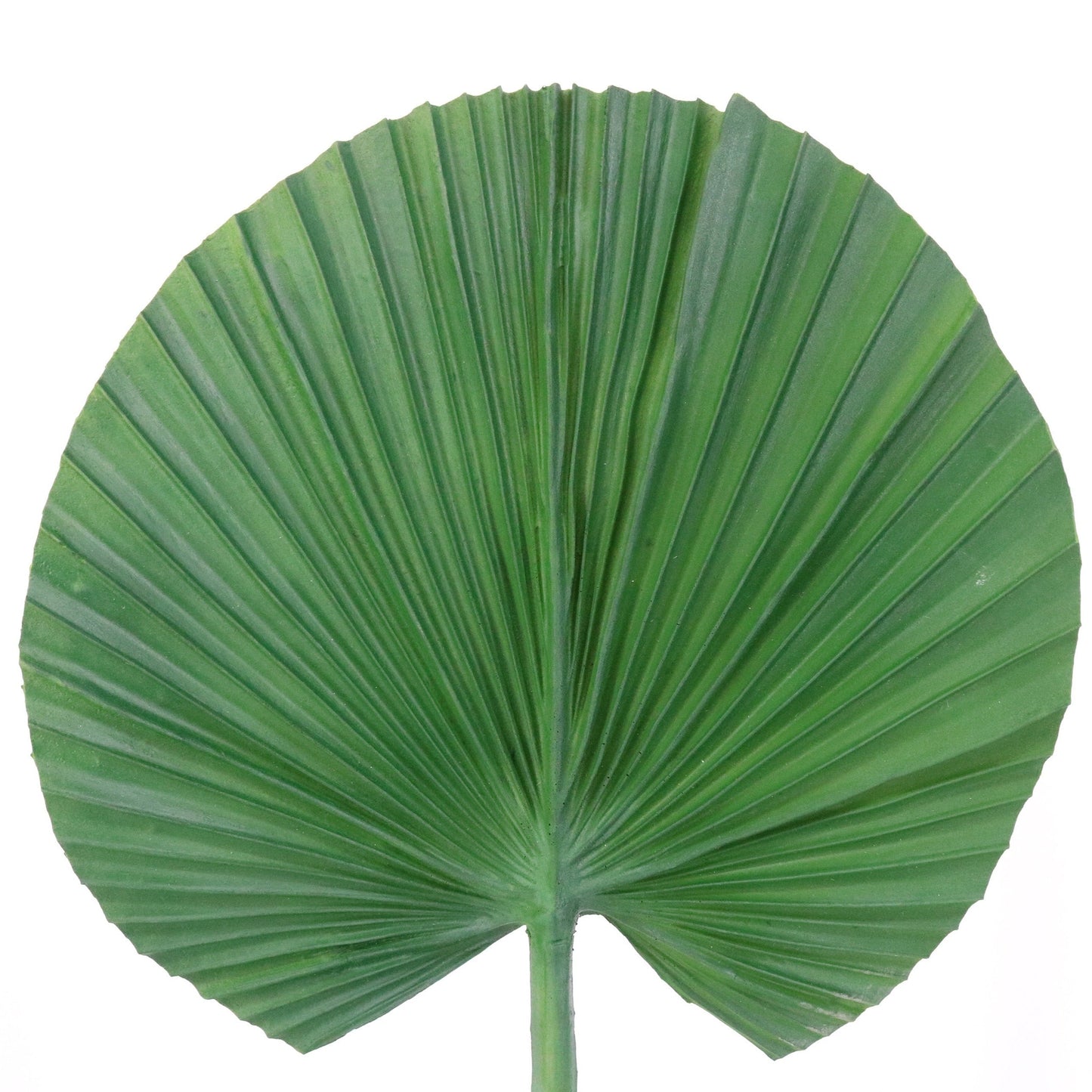 FL11648 FAN PALM,33.5in-6P/48/7.93'