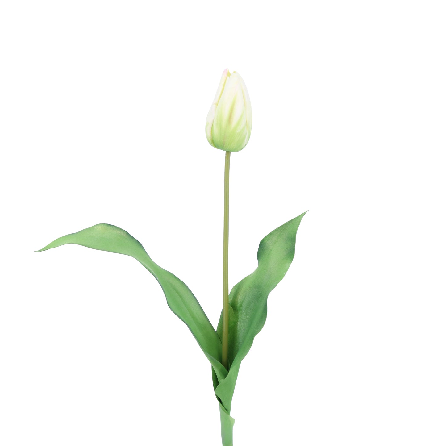 FL11772 DUTCH TULIP BUD,23in-12/144P