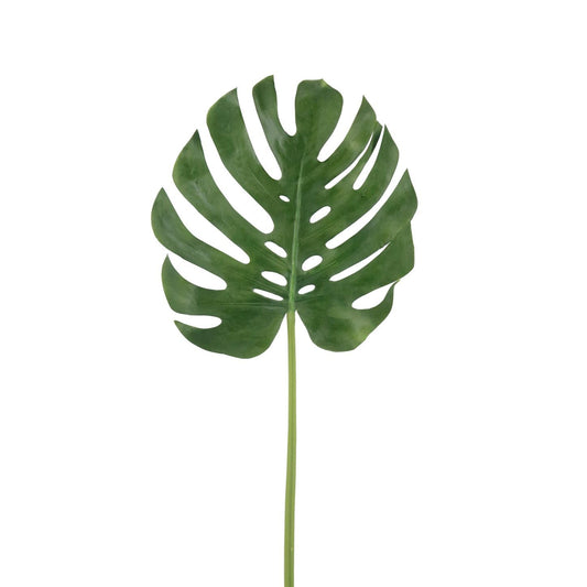 FL11787 MONSTERA LEAF,41in-12P/48/6.44'