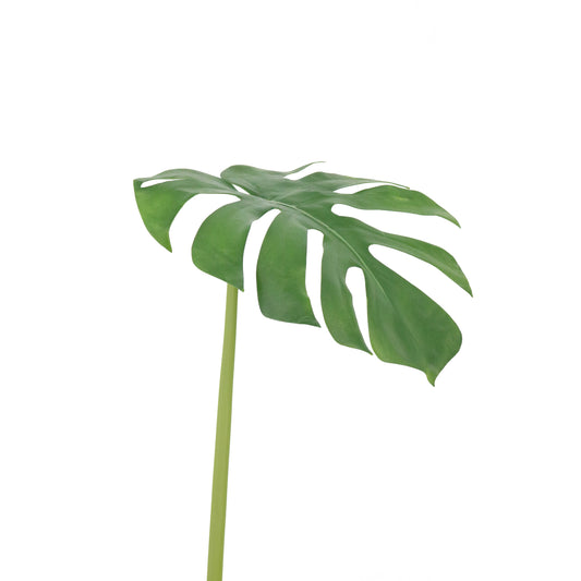 FL11788 MONSTERA LEAF,37in-12P/48/7.92'