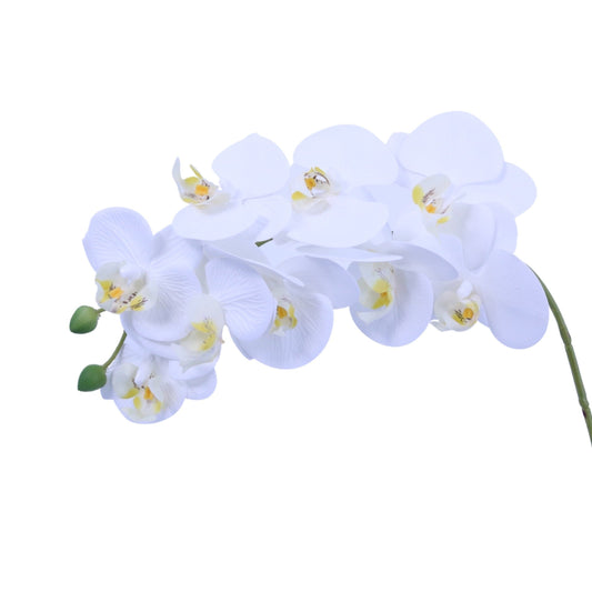 FL11792 PHALAENOPSIS SPx9F(NAT. TOUCH),36in