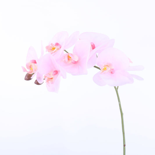 FL11793 PHALAENOPSIS SPx7F-NAT.TOUCH,26.5in