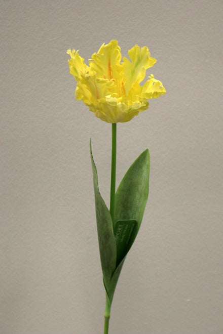 FL11810 PARROT TULIP,26in-24P/240/7.42'