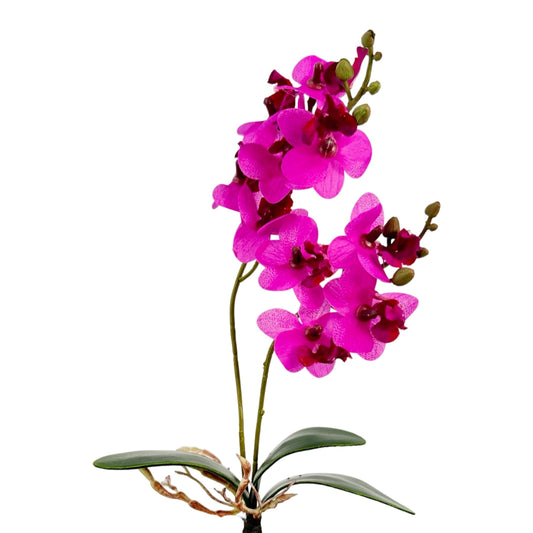 FL11936 MINI PHALAENOPSIS PLANTx2-12P/240 *