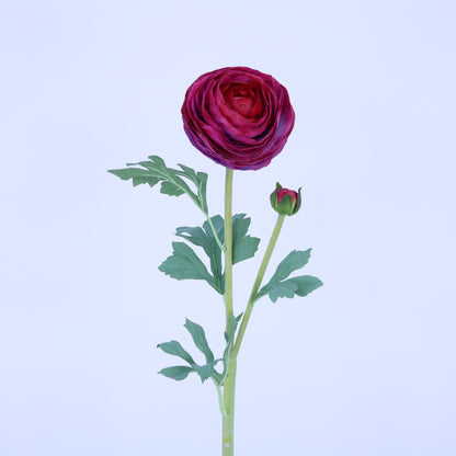 FL12034 RANUNCULUS SPx1F1B(NAT),23in-12P