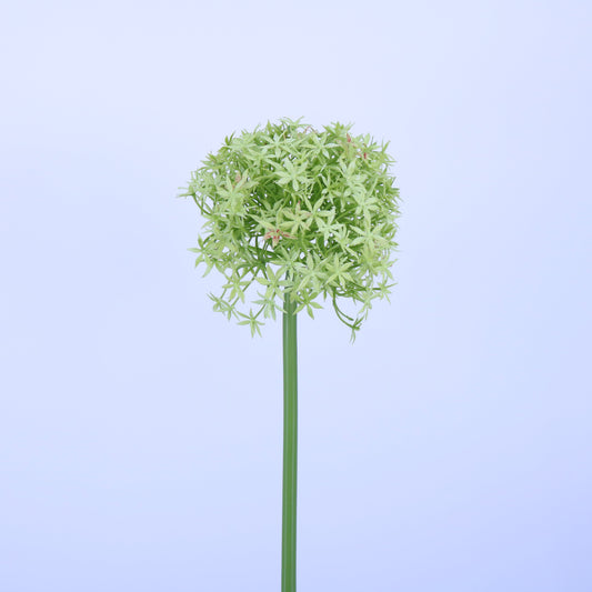 FL13081 GIANT ALLIUM,D6.3x31.5in-12P/72/8.1