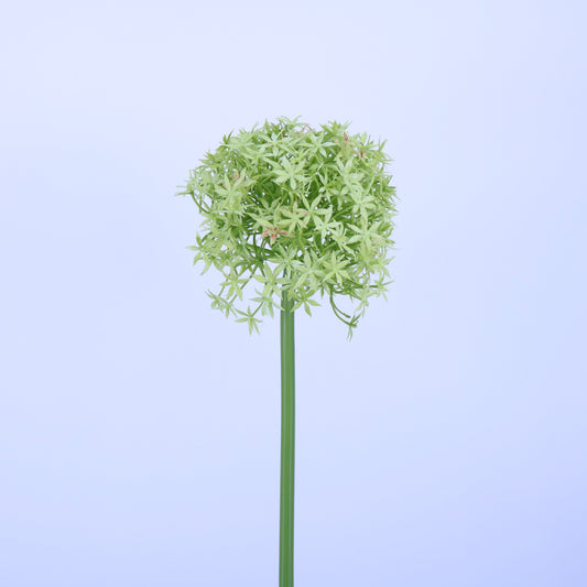 FL13081 GIANT ALLIUM,D6.3x31.5in-12P/72/8.1