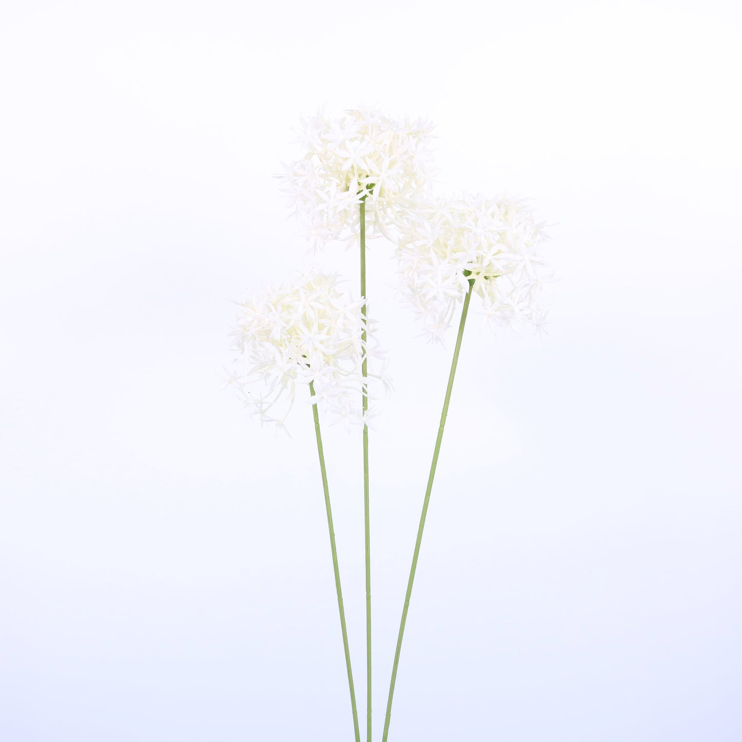 FL13082 ALLIUM SPRAYx3,25in-24P/144/9.25'
