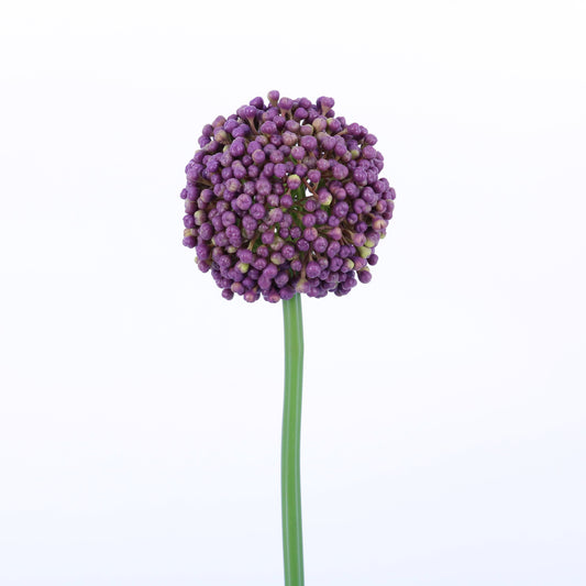 FL13083 ALLIUM BUD,21in-12P/72/3.81'