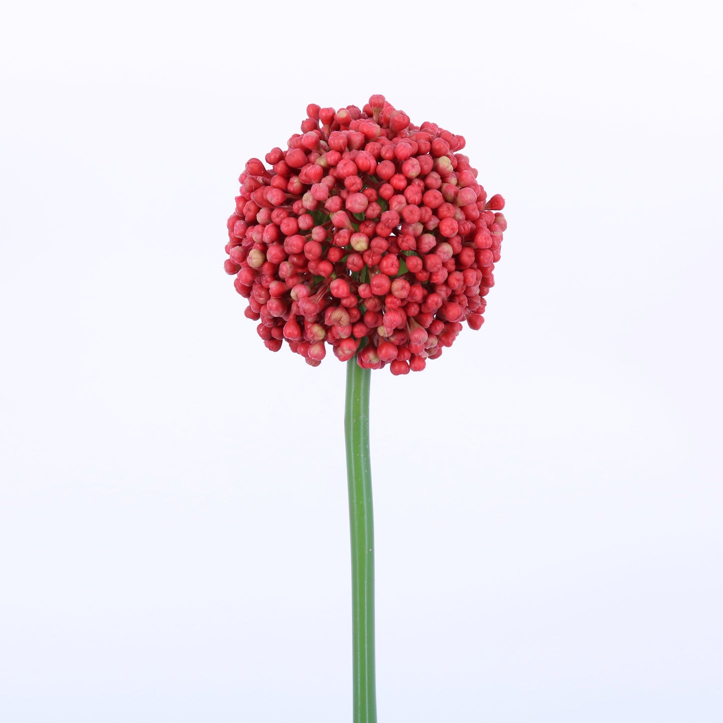 FL13083 ALLIUM BUD,21in-12P/72/3.81'