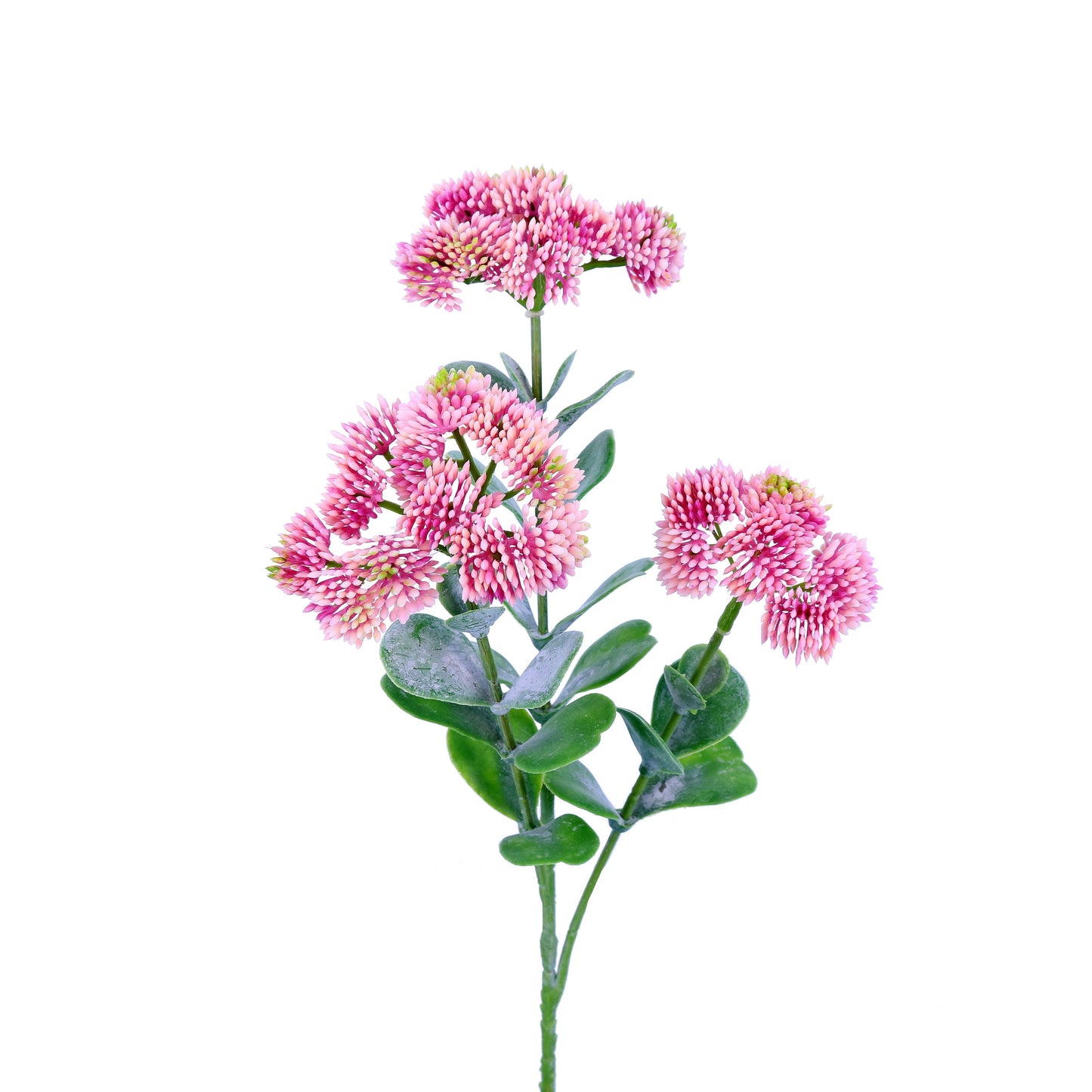 FL13088 SEDUM SPRAY,22in-24P/192/6.54'    *