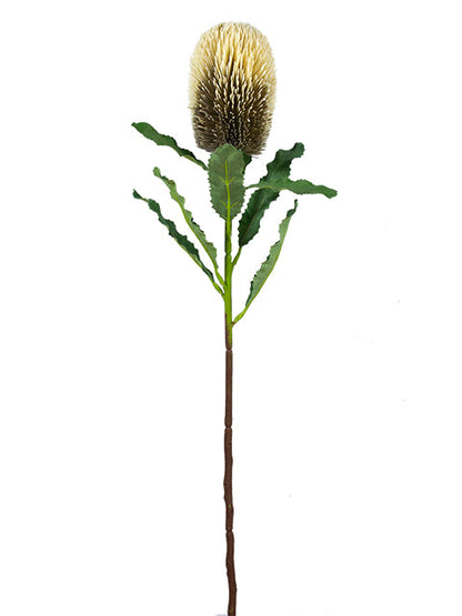 FL13097 BANKSIA SPRAY 25.5"