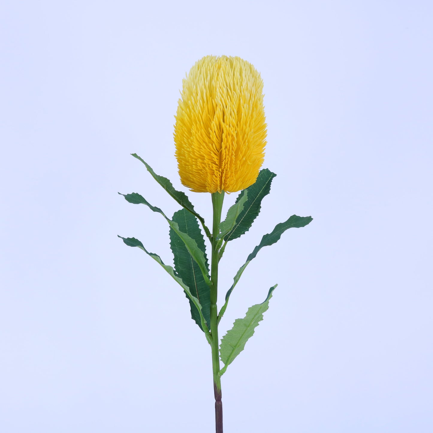 FL13097 BANKSIA SPRAY 25.5"