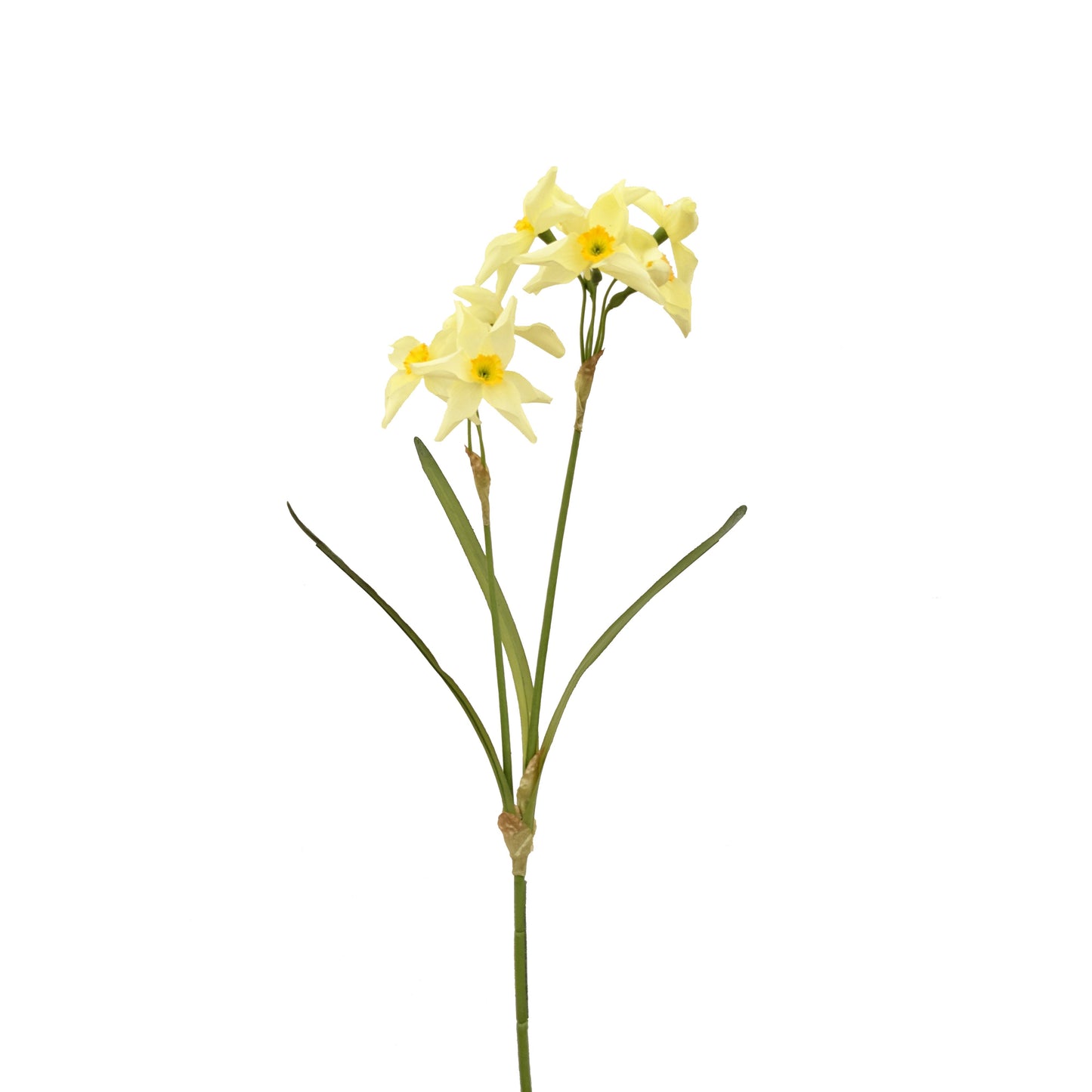 FL13181 NARCISSUSx6 w/2 BUD, 26"