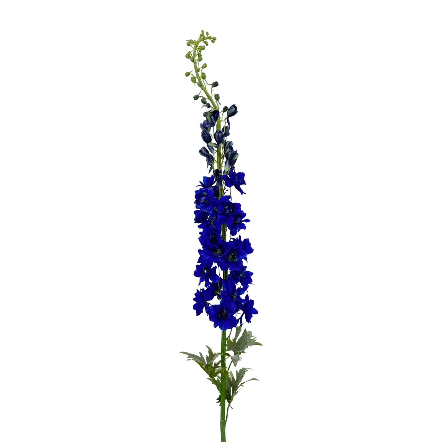 FL13256 DELPHINIUM (54")