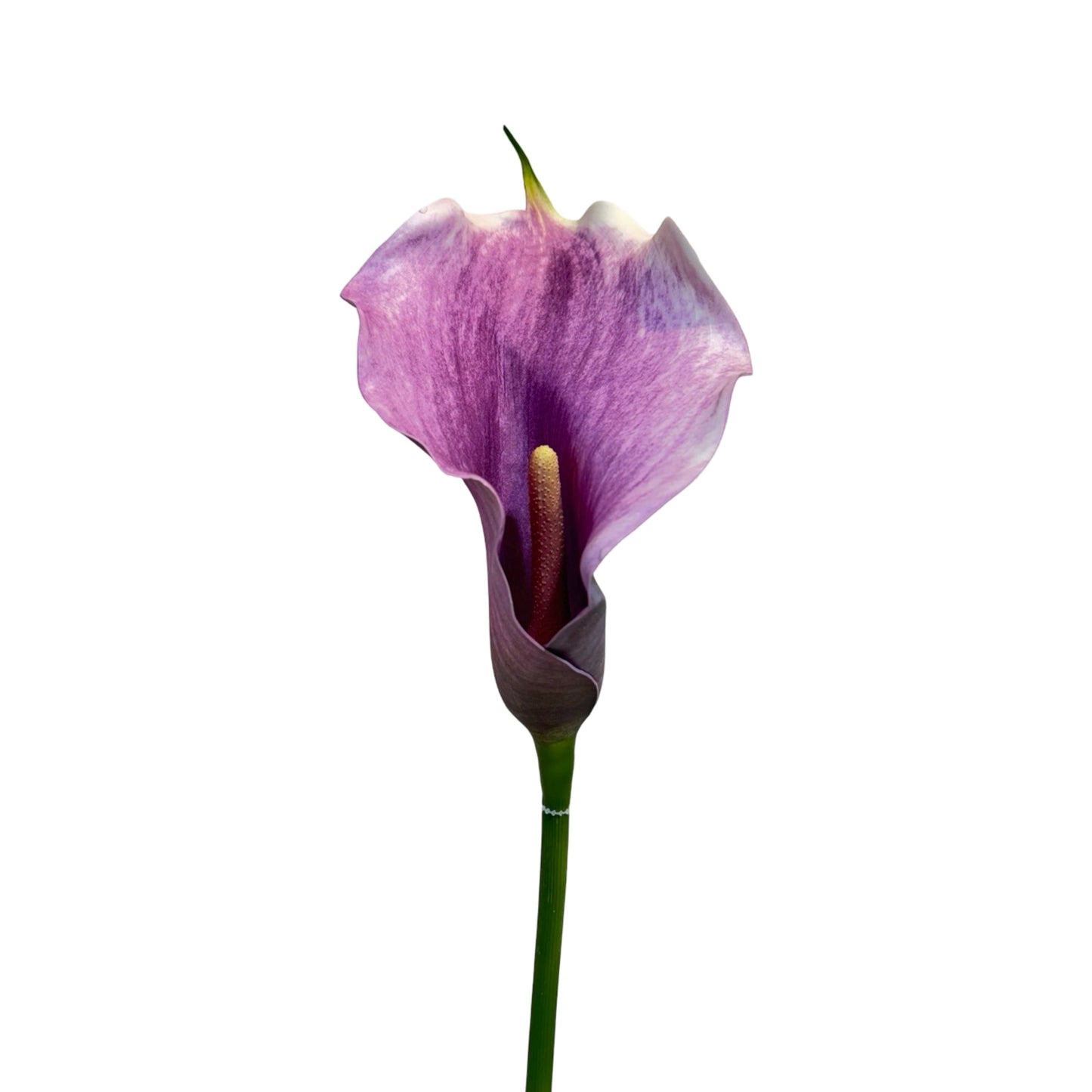 FL13371 CALLA LILY,32"