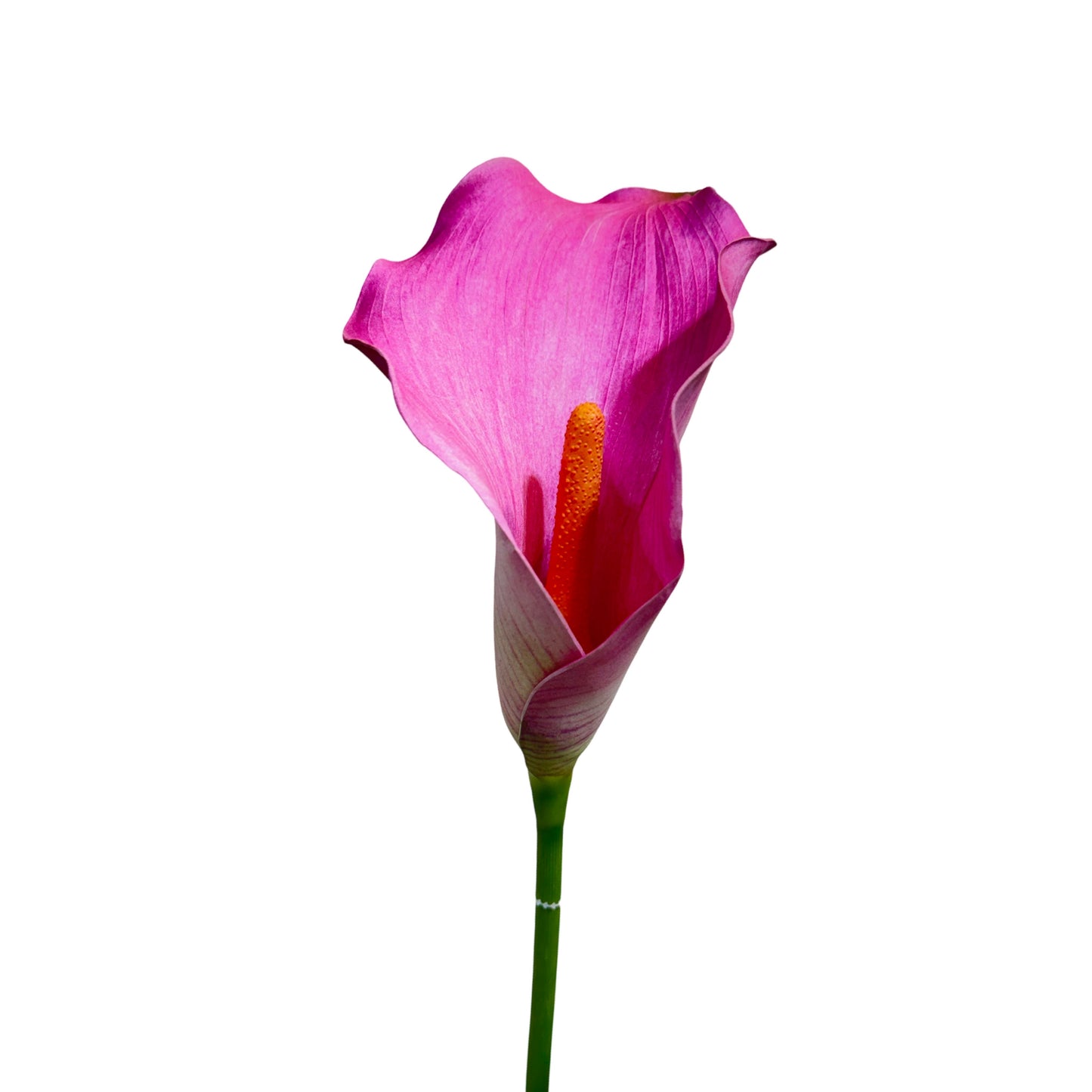 FL13372 CALLA LILY,30"