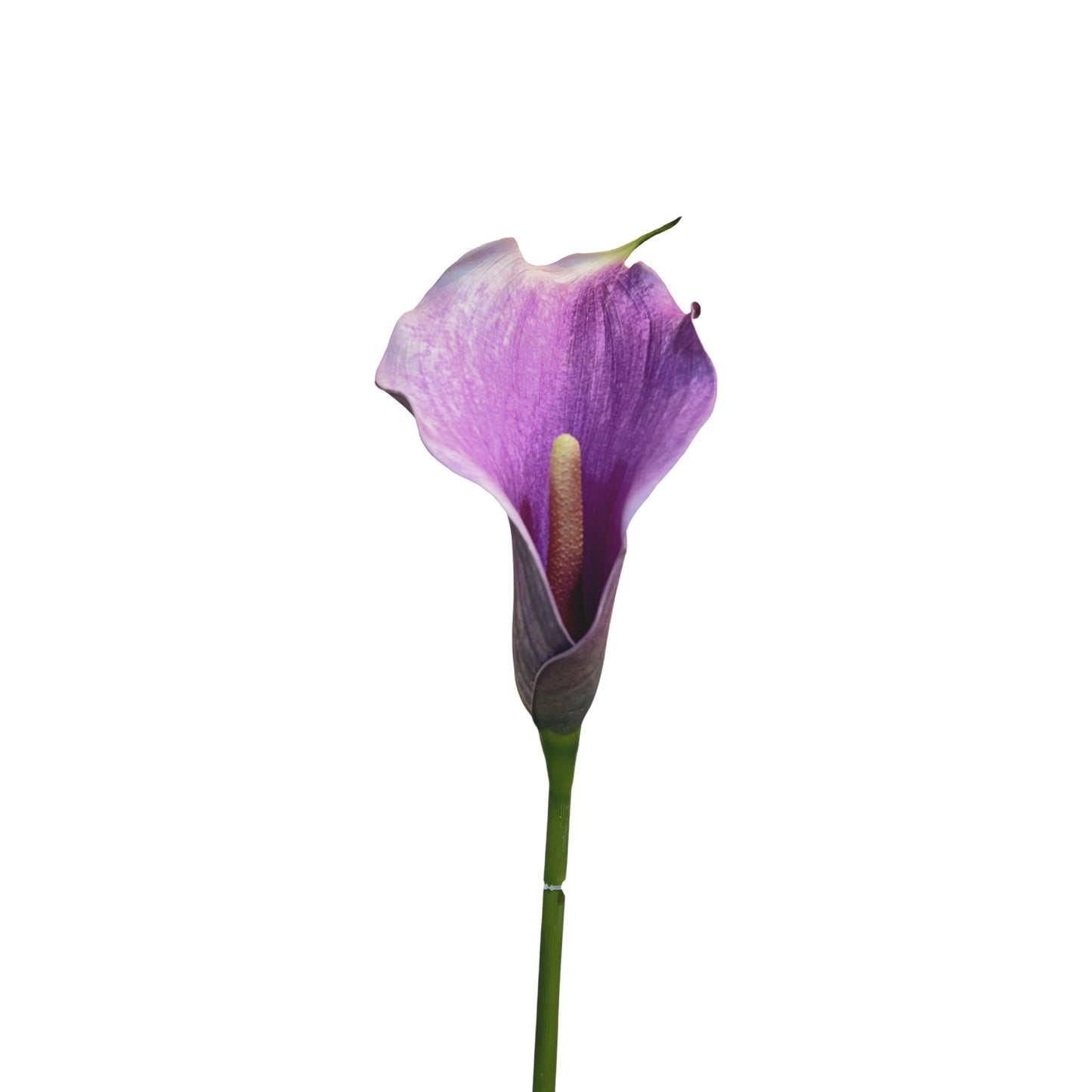 FL13372 CALLA LILY,30"