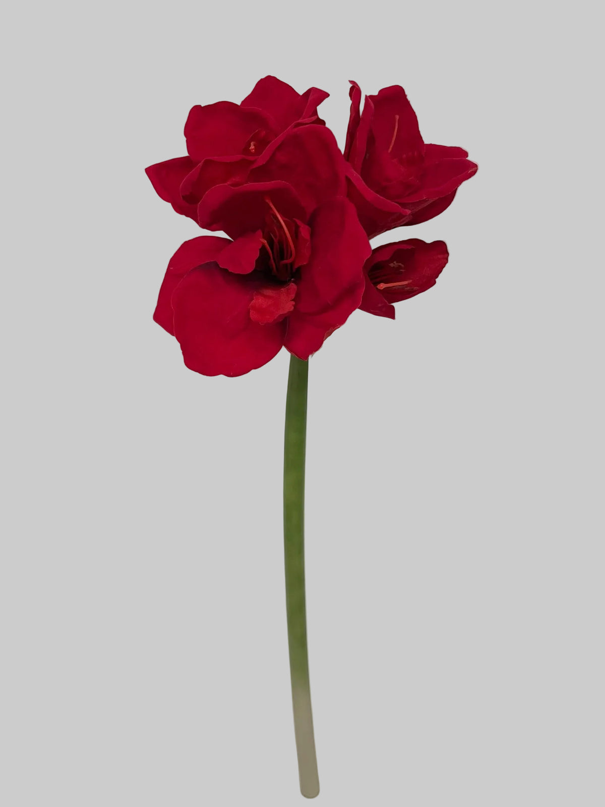 FL13503 AMARYLLIS SPRAYx3F1B 24"