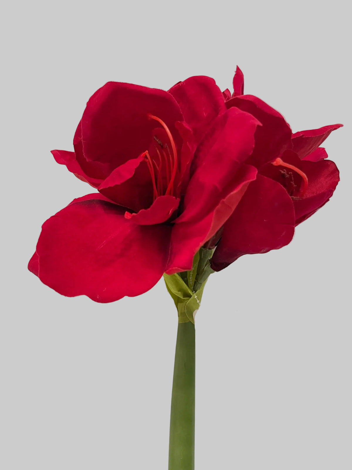 FL13503 AMARYLLIS SPRAYx3F1B 24"