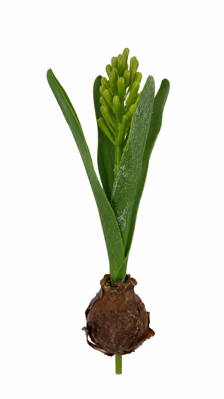 FL13577 HYACINTH BUD w/BULD 10in-36/360P