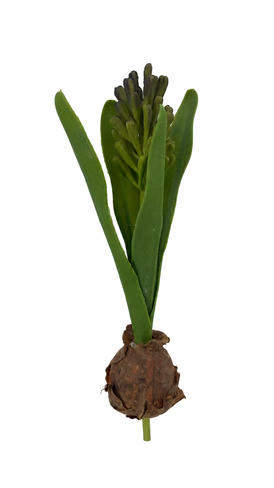 FL13577 HYACINTH BUD w/BULD 10in-36/360P