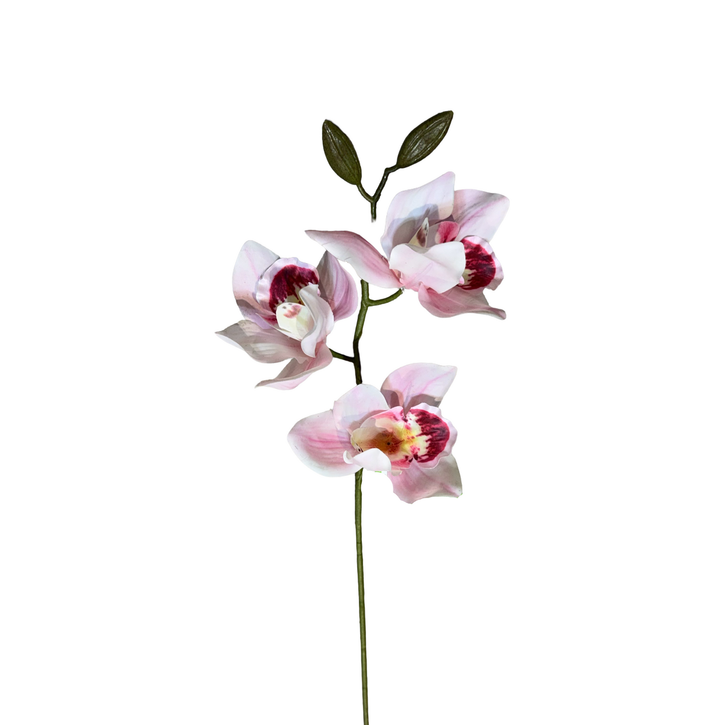 FL13580 CYMBIDIUM SPx3F (NAT) 30in-24/240P