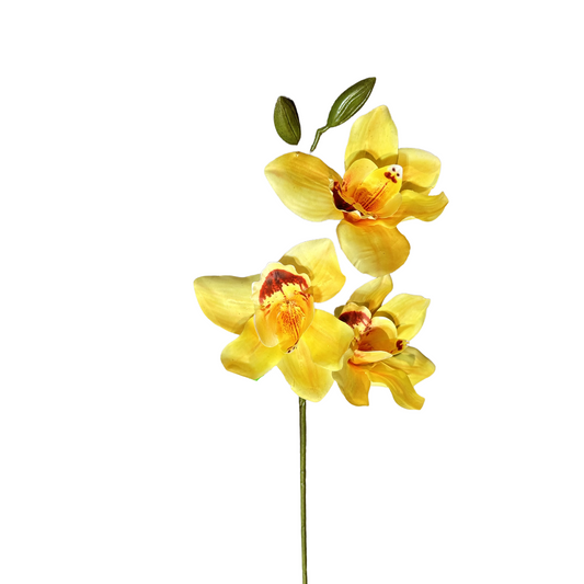 FL13580 CYMBIDIUM SPx3F (NAT) 30in-24/240P