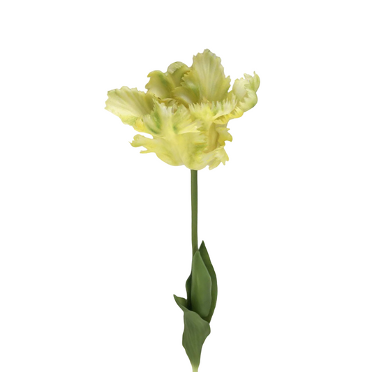 FL13594 PARROT TULIP (NAT) 25"