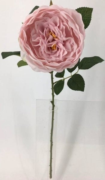 FL13732 DAVID AUSTIN ROSE (NAT),26"
