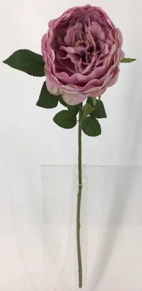 FL13732 DAVID AUSTIN ROSE (NAT),26"