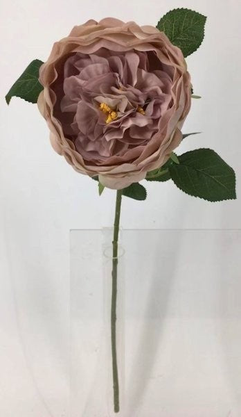 FL13732 DAVID AUSTIN ROSE (NAT),26"