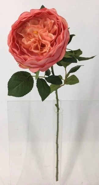 FL13732 DAVID AUSTIN ROSE (NAT),26"