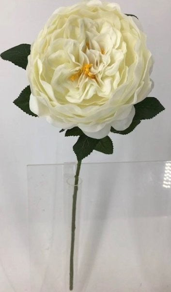 FL13732 DAVID AUSTIN ROSE (NAT),26"