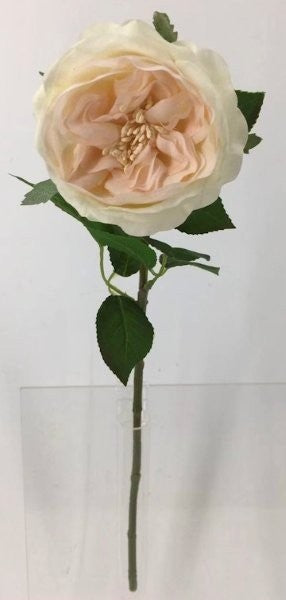 FL13733 DAVID AUSTIN ROSE (NAT),20"