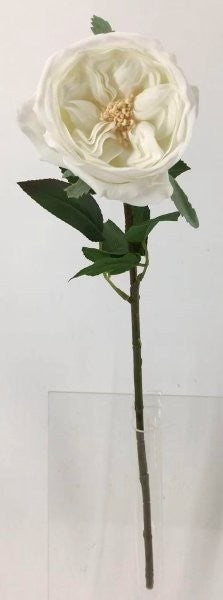 FL13733 DAVID AUSTIN ROSE (NAT),20"