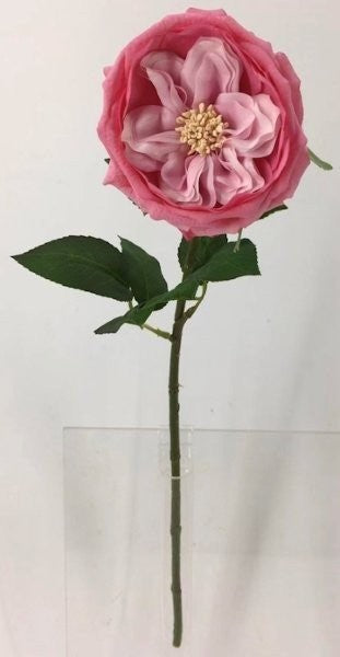 FL13733 DAVID AUSTIN ROSE (NAT),20"