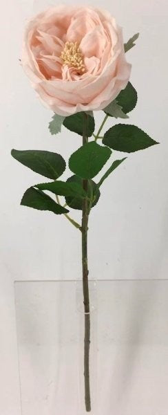FL13733 DAVID AUSTIN ROSE (NAT),20"