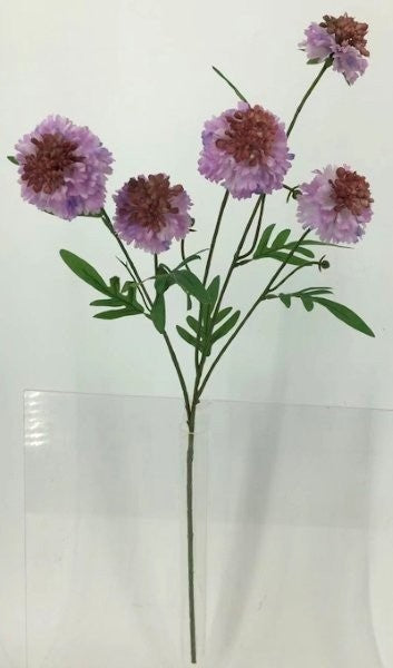 FL13740 SCABIOSA SPRAYx5F (NAT),28"