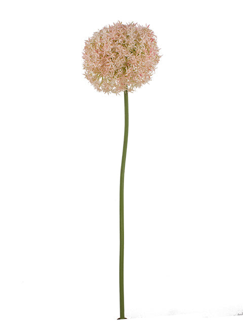 FL13768 GIANT ALLIUM D7.5"x35.5"