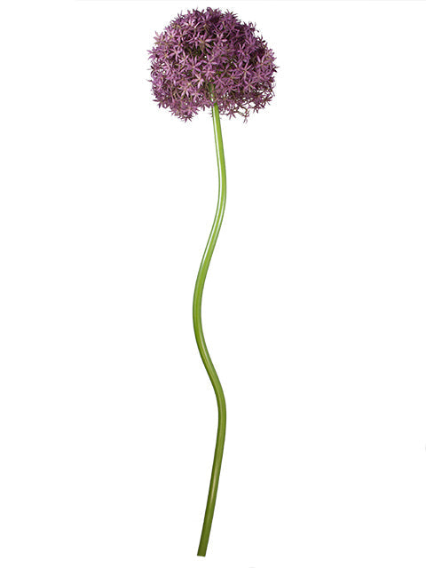 FL13768 GIANT ALLIUM D7.5"x35.5"