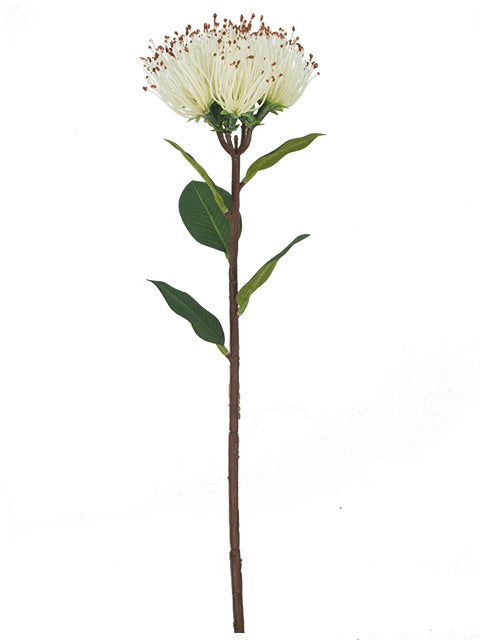 FL13771 PINCUSHION PROTEA 18.5"