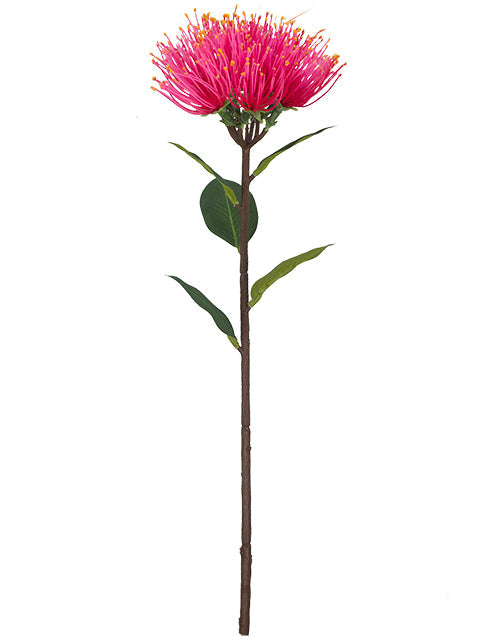 FL13771 PINCUSHION PROTEA 18.5"
