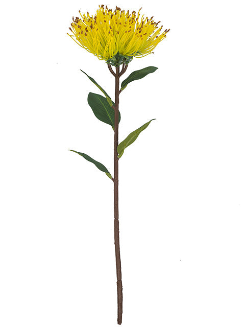 FL13771 PINCUSHION PROTEA 18.5"