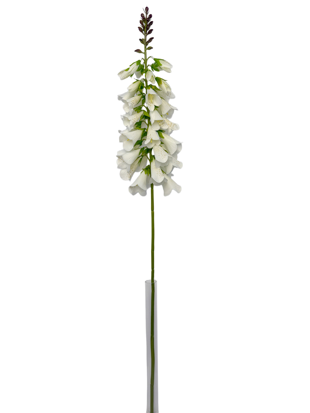 FL13829 FOXGLOVE 40.5"