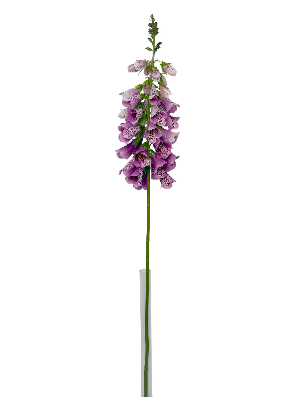 FL13829 FOXGLOVE 40.5"