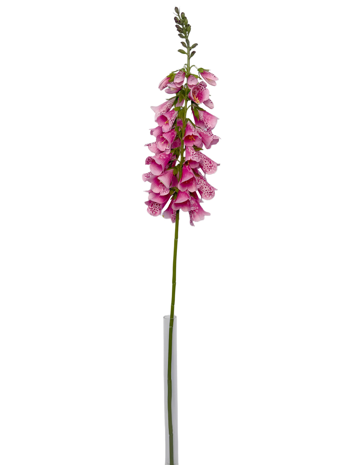 FL13829 FOXGLOVE 40.5"