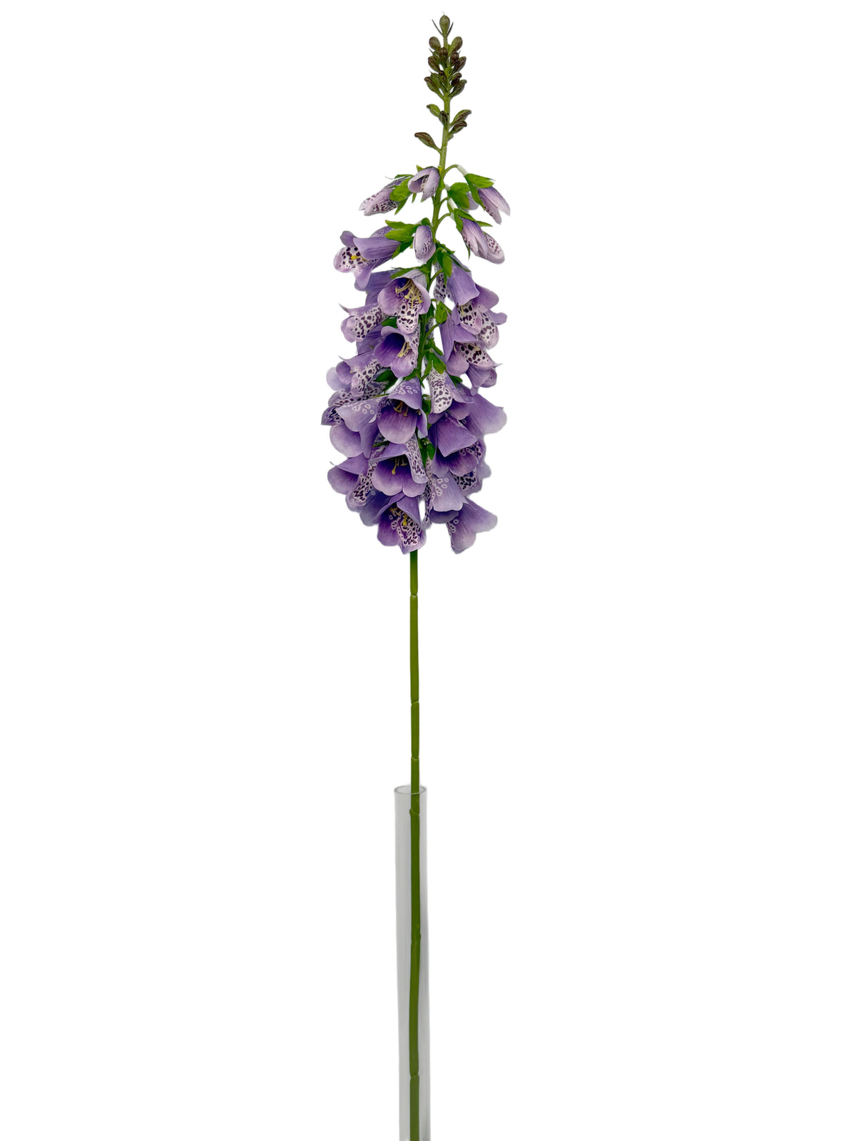 FL13829 FOXGLOVE 40.5"
